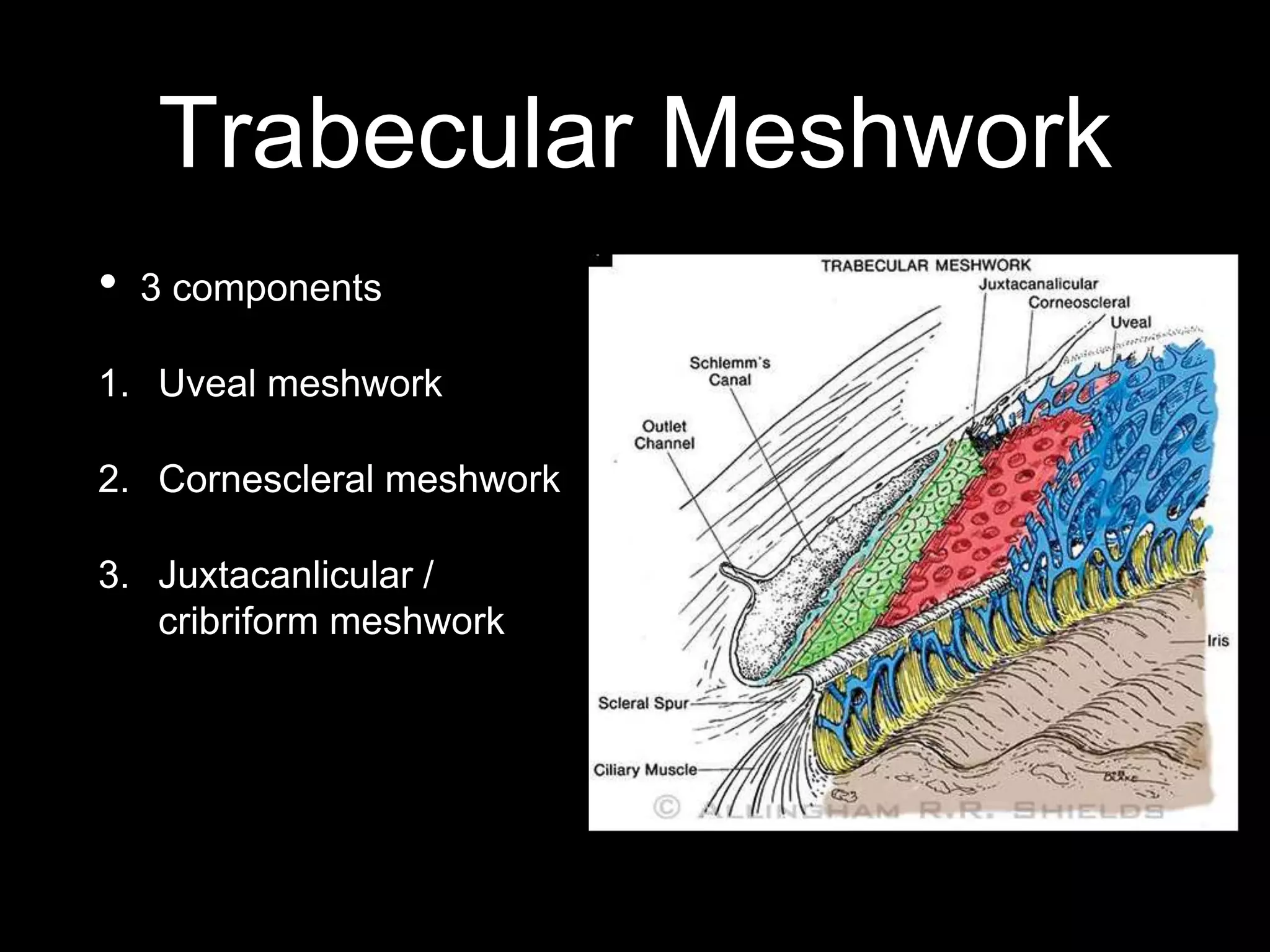Trabecular Meshwork Components Limbus and Anterior Chamber Angle by Dr. ZAW MIN HTET | PPTX
