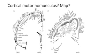Cortical motor homunculus? Map?
 