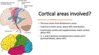 Cortical areas involved?
• The tract arises from Brodmann’s areas:
- 4 (primary motor area), about 30% contribution.
- 6 (premotor cortex and supplementary motor cortex),
about 30%.
- 3, 1, and 2 (primary somatosensory cortex) and 5
(parietal lobule), about 40%.
 
