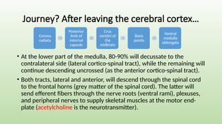 Journey? After leaving the cerebral cortex…
• At the lower part of the medulla, 80-90% will decussate to the
contralateral side (lateral cortico-spinal tract), while the remaining will
continue descending uncrossed (as the anterior cortico-spinal tract).
• Both tracts, lateral and anterior, will descend through the spinal cord
to the frontal horns (grey matter of the spinal cord). The latter will
send efferent fibers through the nerve roots (ventral rami), plexuses,
and peripheral nerves to supply skeletal muscles at the motor end-
plate (acetylcholine is the neurotransmitter).
Corona
radiata
Posterior
limb of
internal
capsule
Crus
cerebri of
the
midbrain
Basis
pontis
Ventral
medulla
oblongata
 