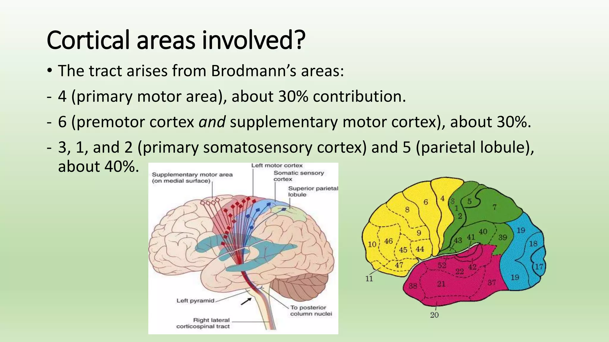 Cortical areas involved?
• The tract arises from Brodmann’s areas:
- 4 (primary motor area), about 30% contribution.
- 6 (premotor cortex and supplementary motor cortex), about 30%.
- 3, 1, and 2 (primary somatosensory cortex) and 5 (parietal lobule),
about 40%.
 