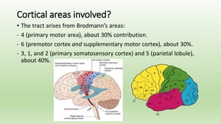 Cortical areas involved?
• The tract arises from Brodmann’s areas:
- 4 (primary motor area), about 30% contribution.
- 6 (premotor cortex and supplementary motor cortex), about 30%.
- 3, 1, and 2 (primary somatosensory cortex) and 5 (parietal lobule),
about 40%.
 
