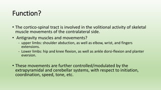 Function?
• The cortico-spinal tract is involved in the volitional activity of skeletal
muscle movements of the contralateral side.
• Antigravity muscles and movements?
- upper limbs: shoulder abduction, as well as elbow, wrist, and fingers
extensions.
- Lower limbs: hip and knee flexion, as well as ankle dorsi-flexion and planter
eversion.
• These movements are further controlled/modulated by the
extrapyramidal and cerebellar systems, with respect to initiation,
coordination, speed, tone, etc.
 