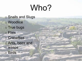 Who?
o Snails and Slugs
o Woodlice
o True bugs
o Flies
o Craneflies
o Ants, bees and
wasps
o Birds

 