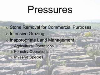 Pressures
o Stone Removal for Commercial Purposes
o Intensive Grazing
o Inappropriate Land Management
o Agricultural Operations
o Forestry Operations
o Invasive Species

 