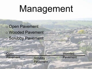 Management
o Open Pavement
o Wooded Pavement
o Scrubby Pavement

Open
Pavement

Scrubby
Pavement

Wooded
Pavement

 