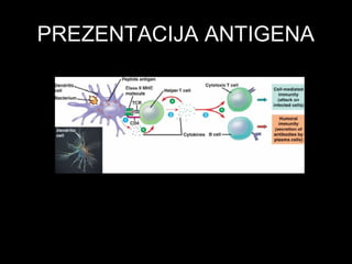 PREZENTACIJA ANTIGENAPREZENTACIJA ANTIGENA
 