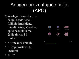 Antigen-prezentujuće ćelijeAntigen-prezentujuće ćelije
(APC)(APC)
Makrofagi, LangerhansoveMakrofagi, Langerhansove
ćelije, dendritične,ćelije, dendritične,
folikulodendritične,folikulodendritične,
interdigitatne, M ćelije,interdigitatne, M ćelije,
epitelne retikularneepitelne retikularne
ćelije timusa i Bćelije timusa i B
limfocitilimfociti
 •• Birbekove granuleBirbekove granule
 •• Brojni nastavci tj.Brojni nastavci tj.
DendritiDendriti
 MHC IIMHC II
 