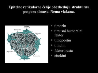 Epitelne retikularne ćelije obezbeđuju strukturnuEpitelne retikularne ćelije obezbeđuju strukturnu
potporu timusu. Nema vlakana.potporu timusu. Nema vlakana.
 timozintimozin
 timusni humoralnitimusni humoralni
faktorfaktor
 timopoetintimopoetin
 timulintimulin
 faktori rastafaktori rasta
 citokinicitokini
 