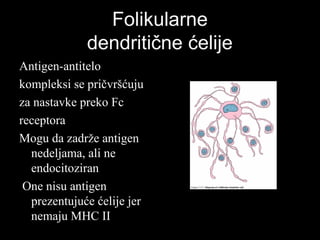 FolikularneFolikularne
dendritične ćelijedendritične ćelije
Antigen-antiteloAntigen-antitelo
kompleksi se pričvršćujukompleksi se pričvršćuju
za nastavke preko Fcza nastavke preko Fc
receptorareceptora
Mogu da zadrže antigenMogu da zadrže antigen
nedeljama, ali nenedeljama, ali ne
endocitoziranendocitoziran
One nisu antigenOne nisu antigen
prezentujuće ćelije jerprezentujuće ćelije jer
nemaju MHC IInemaju MHC II
 