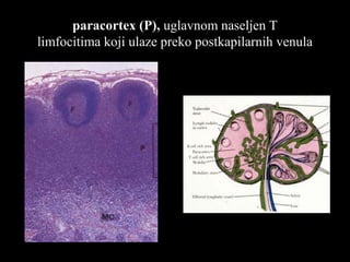 paracortex (P),paracortex (P), uglavnom naseljen Tuglavnom naseljen T
limfocitima koji ulaze preko postkapilarnih venulalimfocitima koji ulaze preko postkapilarnih venula
 