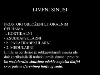 LIMFNI SINUSILIMFNI SINUSI
PROSTORI OBLOŽENI LITORALNIM
ĆELIJAMA
1. KORTIKALNI
• a.SUBKAPSULARNI
• b. PARATRABEKULARNI
• 2. MEDULARNI
Limfa sa periferije iz subkapsularnih sinusa ide
duž kortikalnih ili trabekularnih sinusa i prodire
ka medularnim sinusima odakle napušta limfni
čvor putem eferentnog limfnog suda.
 