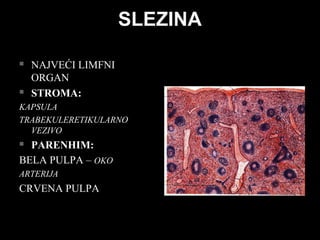 SLEZINASLEZINA
 NAJVEĆI LIMFNINAJVEĆI LIMFNI
ORGANORGAN
 STROMA:STROMA:
KAPSULAKAPSULA
TRABEKULERETIKULARNOTRABEKULERETIKULARNO
VEZIVOVEZIVO
 PARENHIM:PARENHIM:
BELA PULPA –BELA PULPA – OKOOKO
ARTERIJAARTERIJA
CRVENA PULPACRVENA PULPA
 