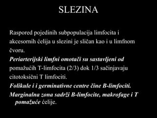 SLEZINASLEZINA
Raspored pojedinih subpopulacija limfocita iRaspored pojedinih subpopulacija limfocita i
akcesornih ćelija u slezini je sličan kao i u limfnomakcesornih ćelija u slezini je sličan kao i u limfnom
čvoru.čvoru.
Periarterijski limfni omotači su sastavljeni odPeriarterijski limfni omotači su sastavljeni od
pomažućih T-limfocita (2/3) dok 1/3 sačinjavajupomažućih T-limfocita (2/3) dok 1/3 sačinjavaju
citotoksični T limfociti.citotoksični T limfociti.
Folikule i i germinativne centre čine B-limfociti.Folikule i i germinativne centre čine B-limfociti.
Marginalna zona sadrži B-limfocite, makrofage i TMarginalna zona sadrži B-limfocite, makrofage i T
pomažućepomažuće ćelije.ćelije.
 