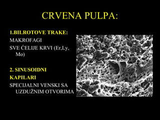 CRVENA PULPA:CRVENA PULPA:
1.BILROTOVE TRAKE:TRAKE:
MAKROFAGIMAKROFAGI
SVE ĆELIJE KRVI (Er,Ly,SVE ĆELIJE KRVI (Er,Ly,
Mo)Mo)
2. SINUSOIDNI2. SINUSOIDNI
KAPILARIKAPILARI
SPECIJALNI VENSKI SASPECIJALNI VENSKI SA
UZDUŽNIM OTVORIMAUZDUŽNIM OTVORIMA
 
