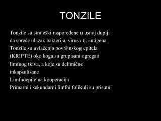 TONZILETONZILE
Tonzile su strateški raspoređene u usnoj dupljiTonzile su strateški raspoređene u usnoj duplji
da spreče ulazak bakterija, virusa tj. antigenada spreče ulazak bakterija, virusa tj. antigena
Tonzile su uvlačenja površinskog epitelaTonzile su uvlačenja površinskog epitela
(KRIPTE) oko koga su grupisani agregati(KRIPTE) oko koga su grupisani agregati
limfnog tkiva, a koje su delimičnolimfnog tkiva, a koje su delimično
inkapsulisaneinkapsulisane
Limfnoepitelna kooperacijaLimfnoepitelna kooperacija
Primarni i sekundarni limfni folikuli suPrimarni i sekundarni limfni folikuli su prisutniprisutni
 