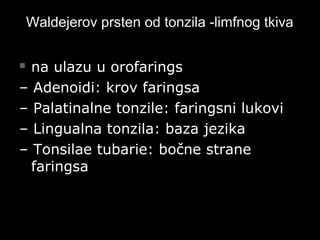 Waldejerov prsten od tonzila -limfnog tkivaWaldejerov prsten od tonzila -limfnog tkiva
 na ulazu u orofaringsna ulazu u orofarings
–– Adenoidi: krov faringsaAdenoidi: krov faringsa
–– Palatinalne tonzile: faringsni lukoviPalatinalne tonzile: faringsni lukovi
–– Lingualna tonzila: baza jezikaLingualna tonzila: baza jezika
–– Tonsilae tubarie: bočne straneTonsilae tubarie: bočne strane
faringsafaringsa
 
