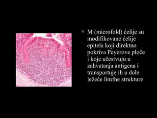  M (microfold) ćelije suM (microfold) ćelije su
modifikovane ćelijemodifikovane ćelije
epitela koji direktnoepitela koji direktno
pokriva Peyerove pločepokriva Peyerove ploče
i koje učestvuju ui koje učestvuju u
zahvatanja antigena izahvatanja antigena i
transportuje ih u doletransportuje ih u dole
ležeće limfne struktureležeće limfne strukture
 