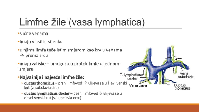 Limfni sustav | PPSX