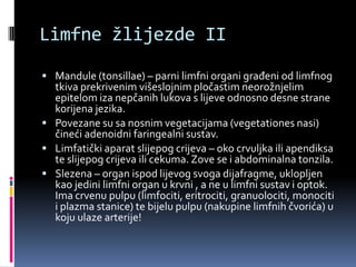 Limfne žlijezde II
 Mandule (tonsillae) – parni limfni organi građeni od limfnog

tkiva prekrivenim višeslojnim pločastim neorožnjelim
epitelom iza nepčanih lukova s lijeve odnosno desne strane
korijena jezika.
 Povezane su sa nosnim vegetacijama (vegetationes nasi)
čineći adenoidni faringealni sustav.
 Limfatički aparat slijepog crijeva – oko crvuljka ili apendiksa
te slijepog crijeva ili cekuma. Zove se i abdominalna tonzila.
 Slezena – organ ispod lijevog svoga dijafragme, uklopljen
kao jedini limfni organ u krvni , a ne u limfni sustav i optok.
Ima crvenu pulpu (limfociti, eritrociti, granuolociti, monociti
i plazma stanice) te bijelu pulpu (nakupine limfnih čvorića) u
koju ulaze arterije!

 