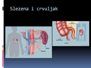 Slezena i crvuljak

 