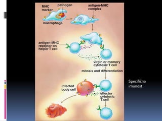 Specifična
imunost

 