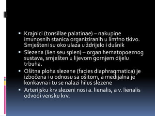  Krajnici (tonsillae palatinae) – nakupine
imunosnih stanica organiziranih u limfno tkivo.
Smješteni su oko ulaza u ždrijelo i dušnik
 Slezena (lien seu splen) – organ hematopoeznog
sustava, smješten u lijevom gornjem dijelu
trbuha.
 Ošitna ploha slezene (facies diaphragmatica) je

izbočena i u odnosu sa ošitom, a medijalna je
konkavna i tu se nalazi hilus slezene
 Arterijsku krv slezeni nosi a. lienalis, a v. lienalis
odvodi vensku krv.

 