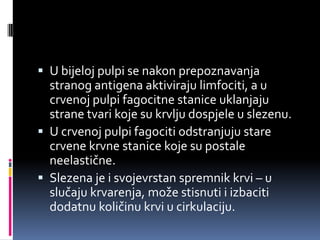  U bijeloj pulpi se nakon prepoznavanja

stranog antigena aktiviraju limfociti, a u
crvenoj pulpi fagocitne stanice uklanjaju
strane tvari koje su krvlju dospjele u slezenu.
 U crvenoj pulpi fagociti odstranjuju stare
crvene krvne stanice koje su postale
neelastične.
 Slezena je i svojevrstan spremnik krvi – u
slučaju krvarenja, može stisnuti i izbaciti
dodatnu količinu krvi u cirkulaciju.

 
