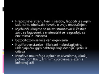  Prepoznavši stranu tvar ili česticu, fagociti je svojim





izdancima obuhvate i uvuku u svoju unutrašnjost
Mjehurići u kojima se nalazi strana tvar ili čestica
zovu se fagosomi, a enzimatski se razgrađuju sa
enzimima iz lizosoma
Egzocitozom se luče van organizma
Kupfferove stanice – fiksirani makrofagi jetre,
uklanjaju čak 99% bakterija koje dospiju u jetru iz
crijeva
Mnoštvo makrofaga u plućnim alveolama, u koži,
potkožnom tkivu, limfnim čvorovima, slezeni i
koštanoj srži

 