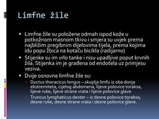 Limfne žile
 Limfne žile su položene odmah ispod kože u

potkožnom masnom tkivu i smjera su uvjek prema
najbližim pregibnim dijelovima tijela, prema kojima
idu popu žbica na kotaču bicikla (radijarno)
 Stijenke su im vrlo tanke i nisu upadljive poput krvnih
žila. Stijenka im je građena od endotela uz primjesu
veziva.
 Dvije osnovne limfne žile su:
 Ductus thoracicus longus – skuplja limfu iz oba donja

ekstremiteta, cijelog abdomena, lijeve polovice toraksa,
lijeve ruke, lijeve strane vrata i lijeve polovice glave
 Truncus lymphaticus dexter – iz desne polovice toraksa,
desne ruke, desne strane vrata i desne polovice glave.

 
