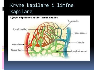Krvne kapilare i limfne
kapilare

 