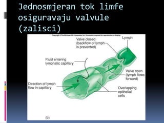 Jednosmjeran tok limfe
osiguravaju valvule
(zalisci)

 