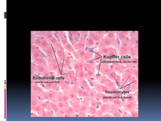 Limfni sustav | PPTX