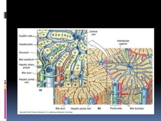 Limfni sustav | PPTX