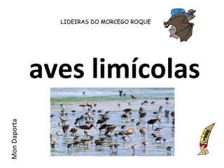 aves limícolas
MonDaporta
LIDEIRAS DO MORCEGO ROQUE
 