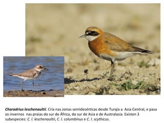 Charadrius leschenaultii. Cría nas zonas semidesérticas desde Turqía a Asia Central, e pasa
os invernos nas praias do sur de África, do sur de Asia e de Australasia. Existen 3
subespecies: C. l. leschenaultii, C. l. columbinus e C. l. scythicus.
 