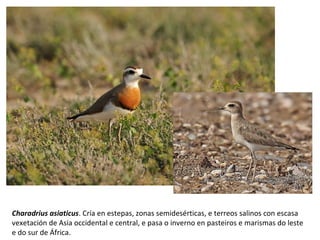 Charadrius asiaticus. Cría en estepas, zonas semidesérticas, e terreos salinos con escasa
vexetación de Asia occidental e central, e pasa o inverno en pasteiros e marismas do leste
e do sur de África.
 