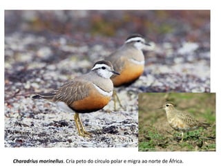 Charadrius morinellus. Cría peto do círculo polar e migra ao norte de África.
 