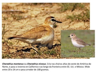 Charadrius montanus ou Charadrius nivosus. Cría nas chairas altas do oeste de América do
Norte, e pasa o inverno en California e ao longo da fronteira entre EE. UU. e México. Mide
entre 20 e 24 cm e pesa arredor de 100 gramos.
 