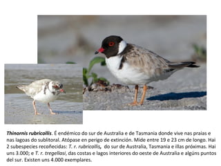 Thinornis rubricollis. É endémico do sur de Australia e de Tasmania donde vive nas praias e
nas lagoas do sublitoral. Atópase en perigo de extinción. Mide entre 19 e 23 cm de longo. Hai
2 subespecies recoñecidas: T. r. rubricollis, do sur de Australia, Tasmania e illas próximas. Hai
uns 3.000; e T. r. tregellasi, das costas e lagos interiores do oeste de Australia e algúns puntos
del sur. Existen uns 4.000 exemplares.
 