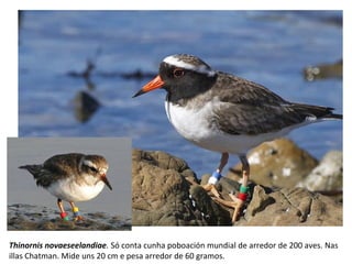 Thinornis novaeseelandiae. Só conta cunha poboación mundial de arredor de 200 aves. Nas
illas Chatman. Mide uns 20 cm e pesa arredor de 60 gramos.
 