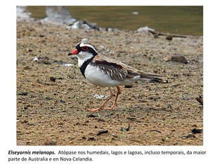 Elseyornis melanops. Atópase nos humedais, lagos e lagoas, incluso temporais, da maior
parte de Australia e en Nova Celandia.
 