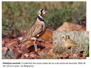 Peltohyas australis. É endémico das zonas áridas do sur e do centro de Australia. Mide de
19 a 23 cm e pesa uns 80 gramos.
 