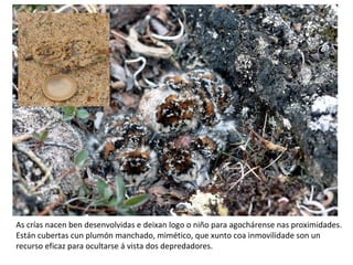 As crías nacen ben desenvolvidas e deixan logo o niño para agochárense nas proximidades.
Están cubertas cun plumón manchado, mimético, que xunto coa inmovilidade son un
recurso eficaz para ocultarse á vista dos depredadores.
 