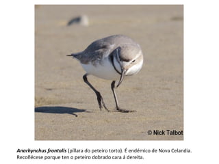 Anarhynchus frontalis (píllara do peteiro torto). É endémico de Nova Celandia.
Recoñécese porque ten o peteiro dobrado cara á dereita.
 