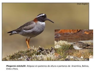 Phegornis mitchellii. Atópase en pasteiros de altura e pantanos de Arxentina, Bolivia,
Chile e Perú.
 