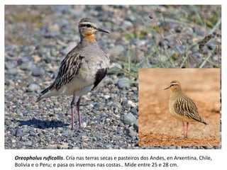 Oreopholus ruficollis. Cría nas terras secas e pasteiros dos Andes, en Arxentina, Chile,
Bolivia e o Peru; e pasa os invernos nas costas.. Mide entre 25 e 28 cm.
 