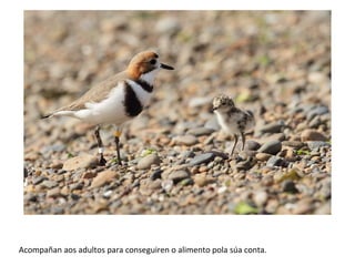 Acompañan aos adultos para conseguiren o alimento pola súa conta.
 