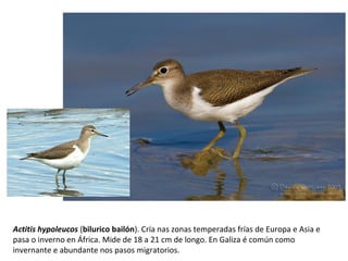 Actitis hypoleucos (bilurico bailón). Cría nas zonas temperadas frías de Europa e Asia e
pasa o inverno en África. Mide de 18 a 21 cm de longo. En Galiza é común como
invernante e abundante nos pasos migratorios.
 