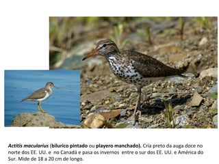 Actitis macularius (bilurico pintado ou playero manchado). Cría preto da auga doce no
norte dos EE. UU. e no Canadá e pasa os invernos entre o sur dos EE. UU. e América do
Sur. Mide de 18 a 20 cm de longo.
 